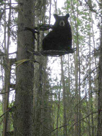 bear-in-tree-stand.jpg